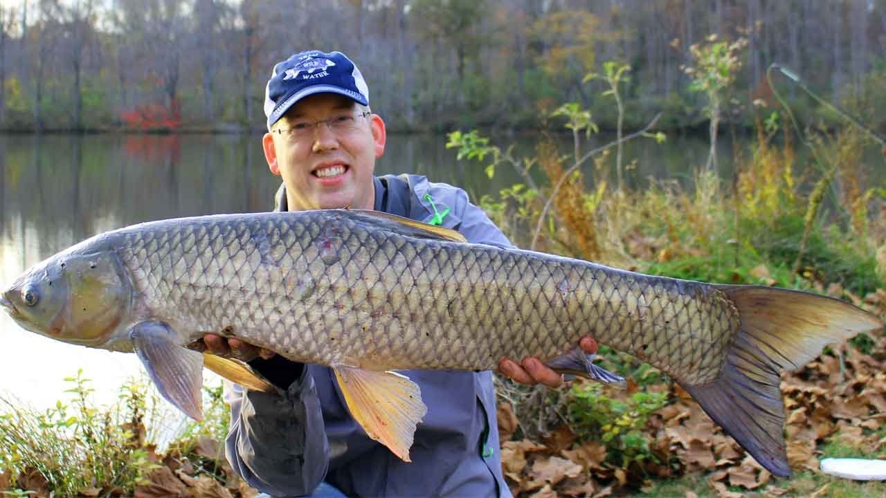 Grass Carp