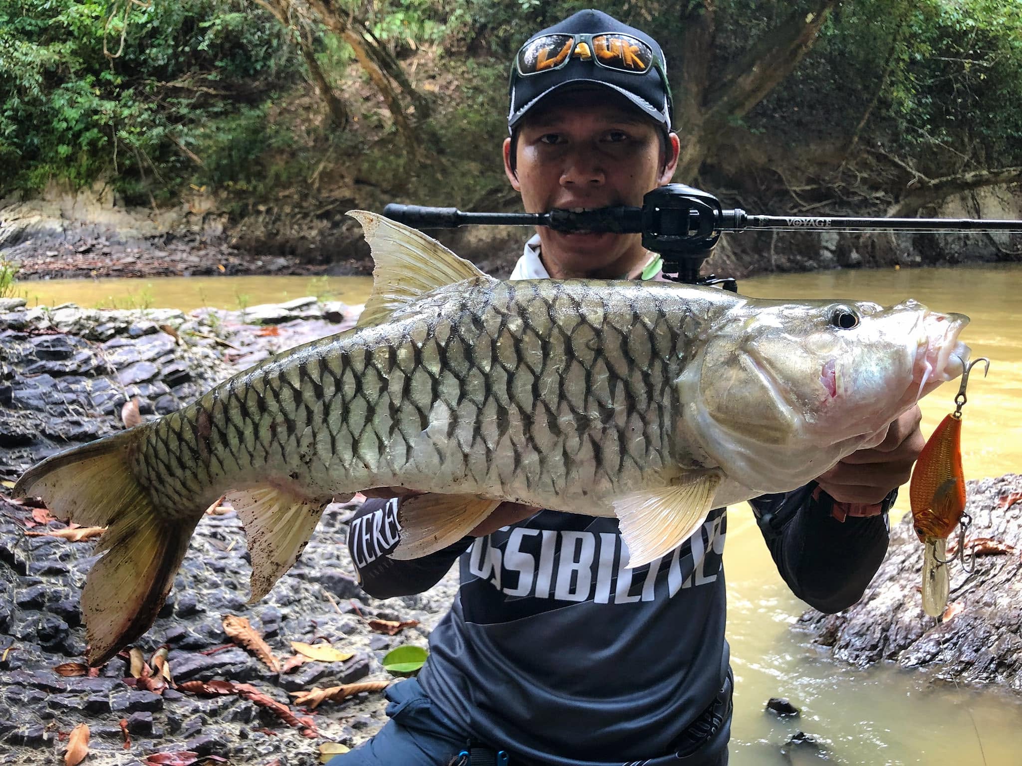 Hampala Barb