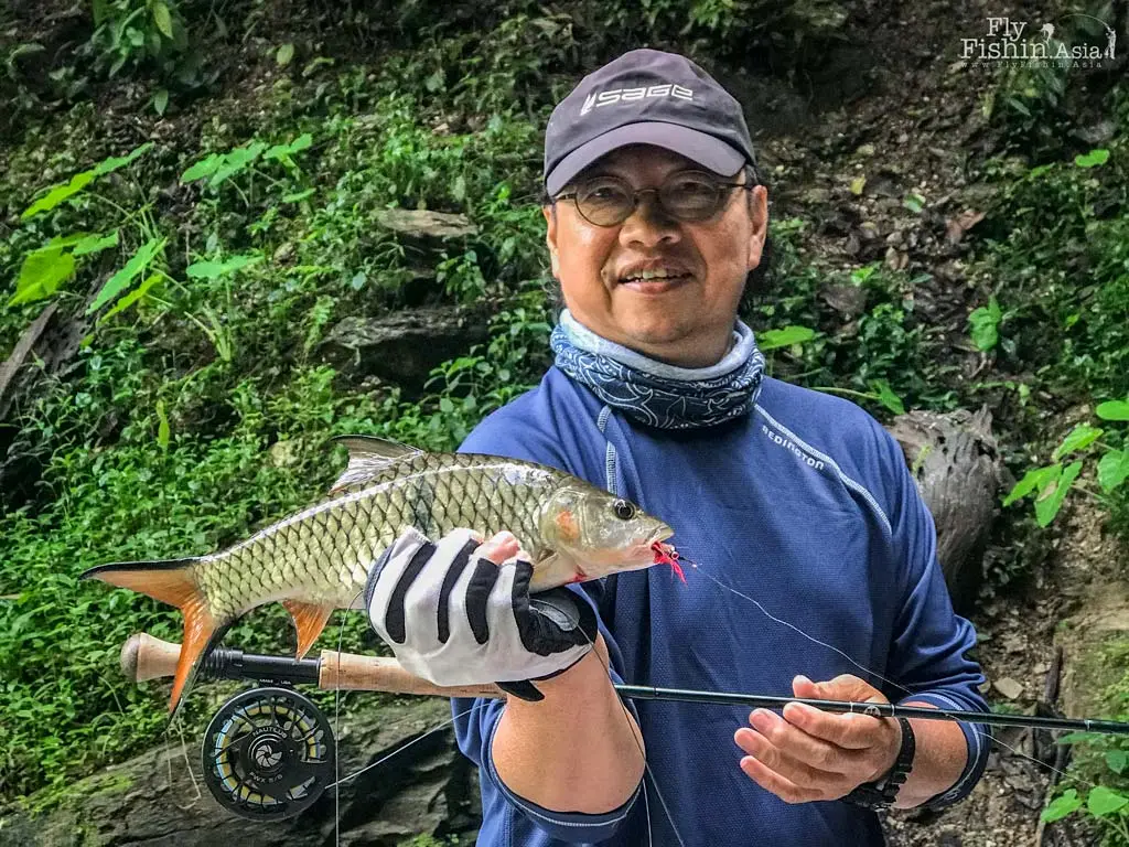 Hampala Barb
