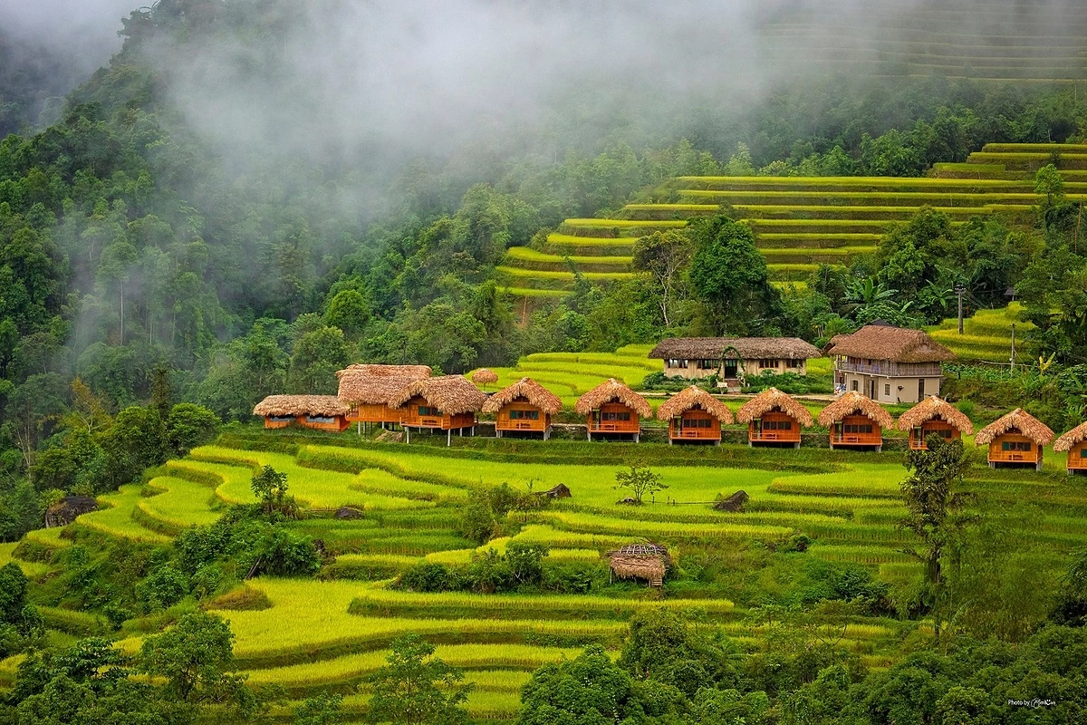 The poetic ripe rice season in Hoang Su Phi, Ha Giang.