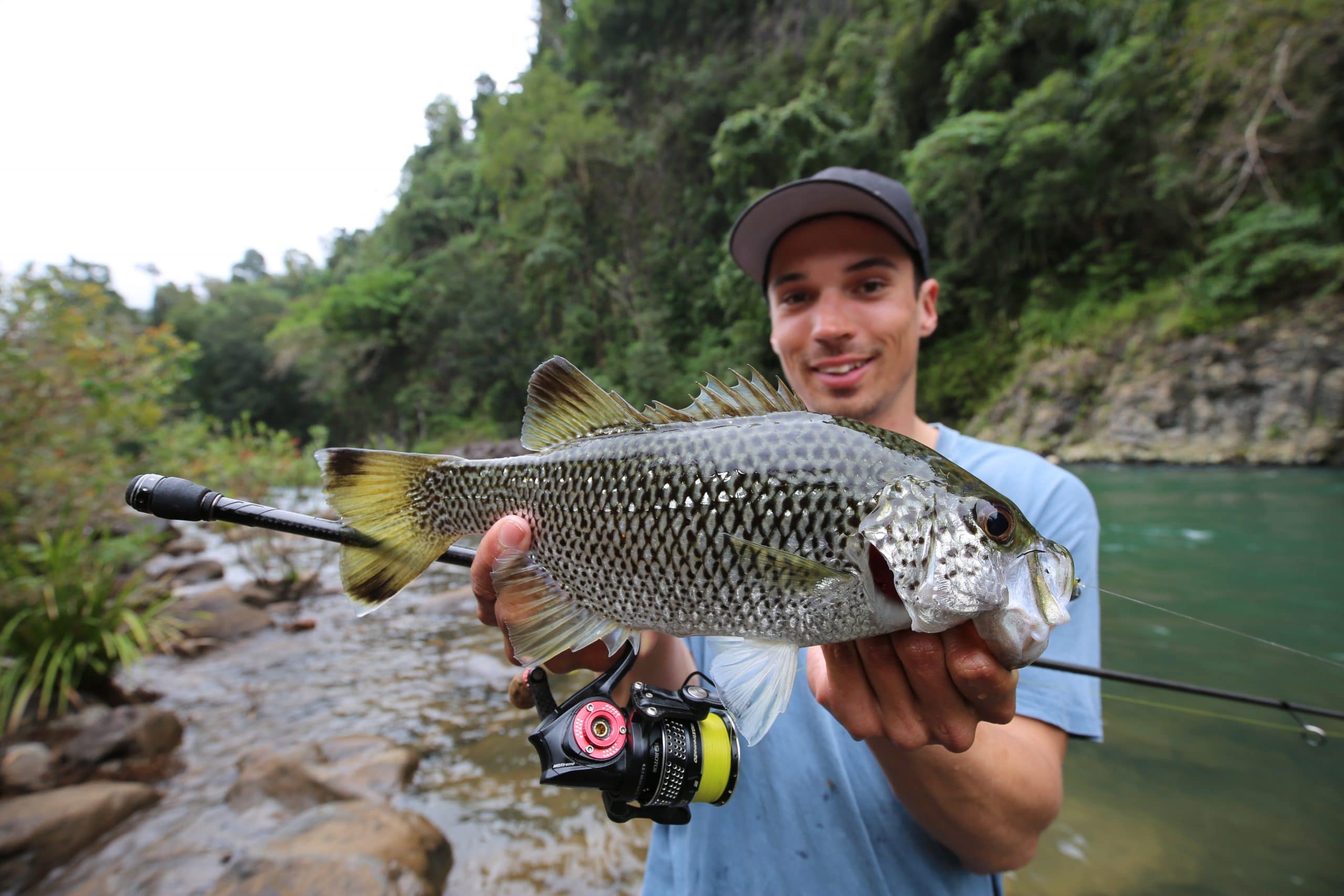 Jungle Perch