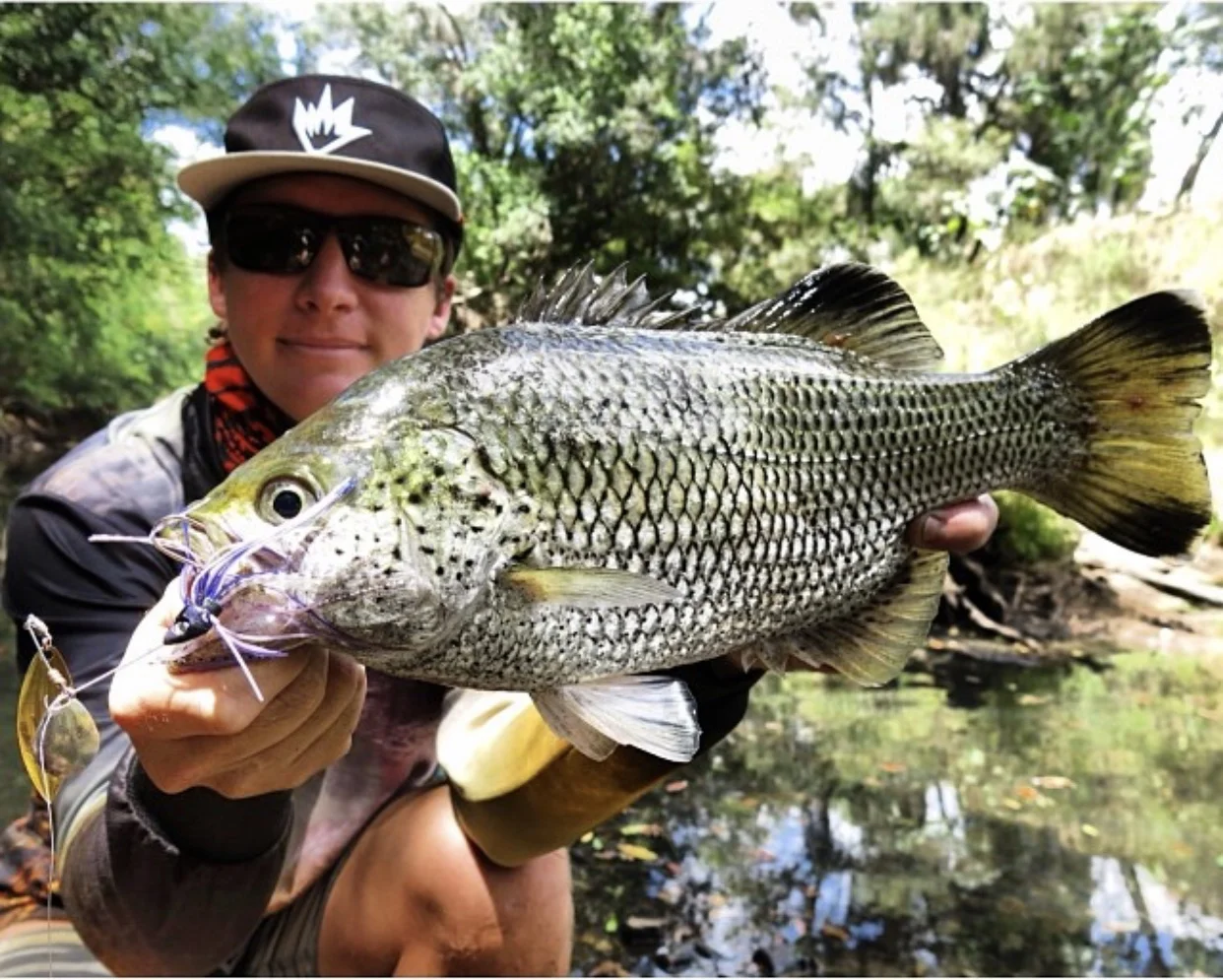 Jungle Perch