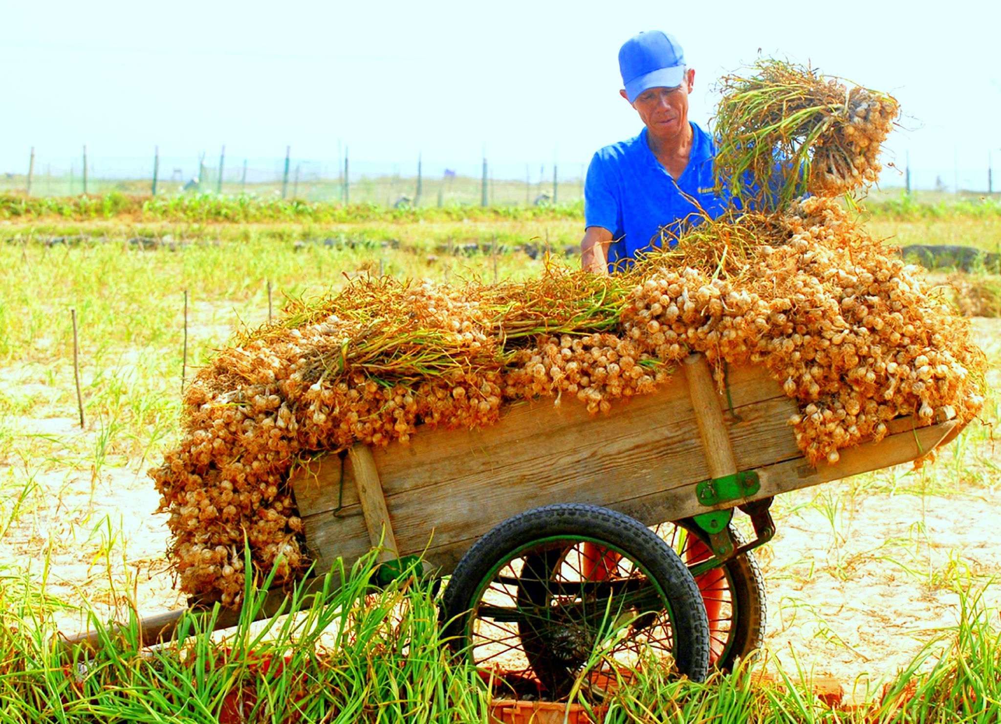 Ly Son Garlic & Shallots