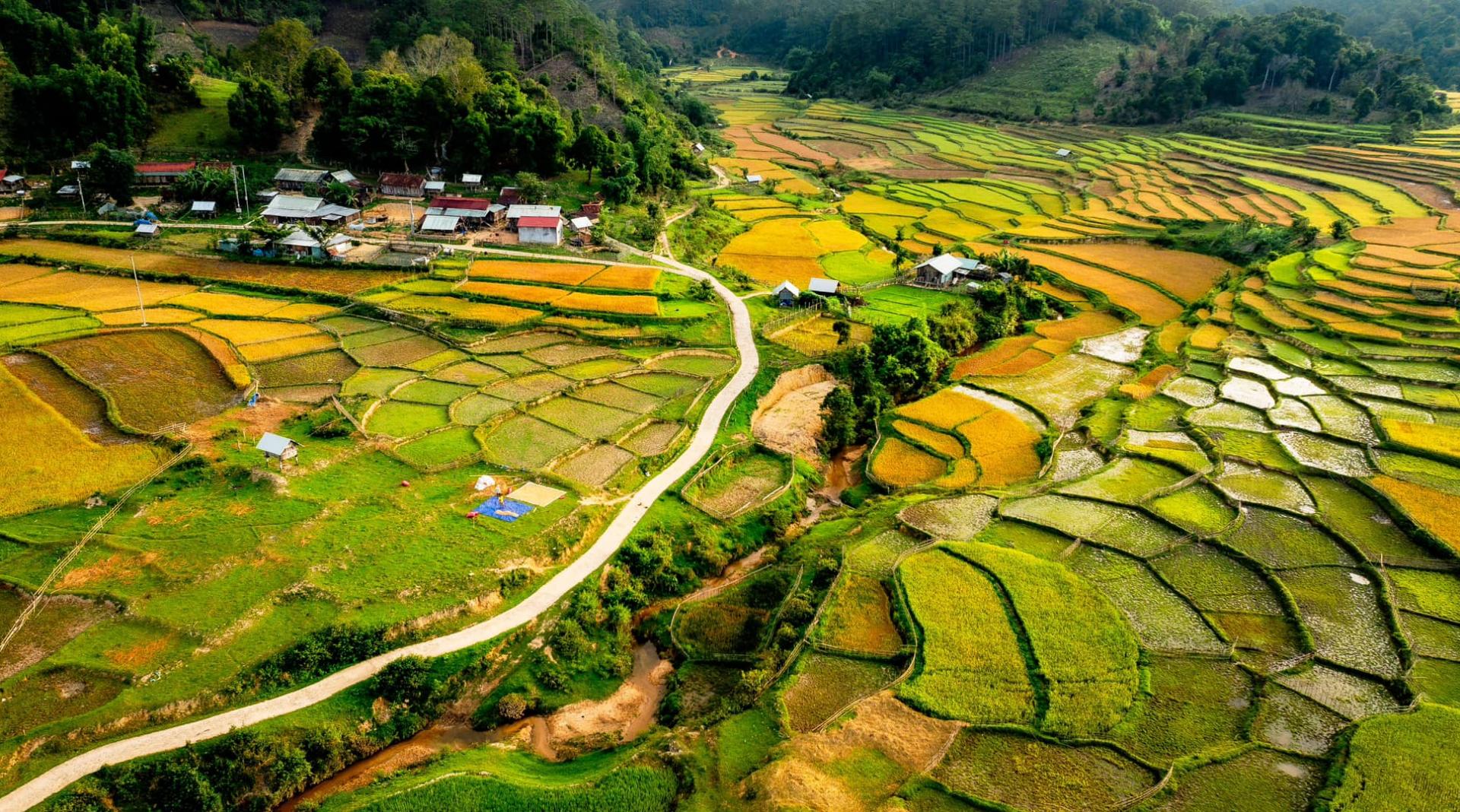 The season of golden ripe rice on the Mang Den Plateau.