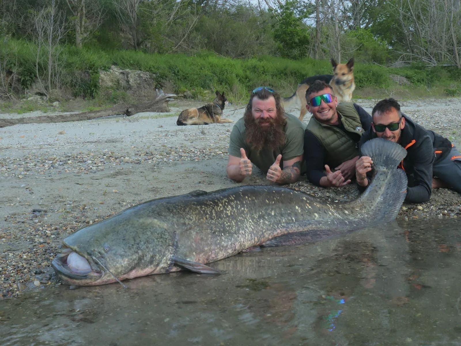 Massive Catfish