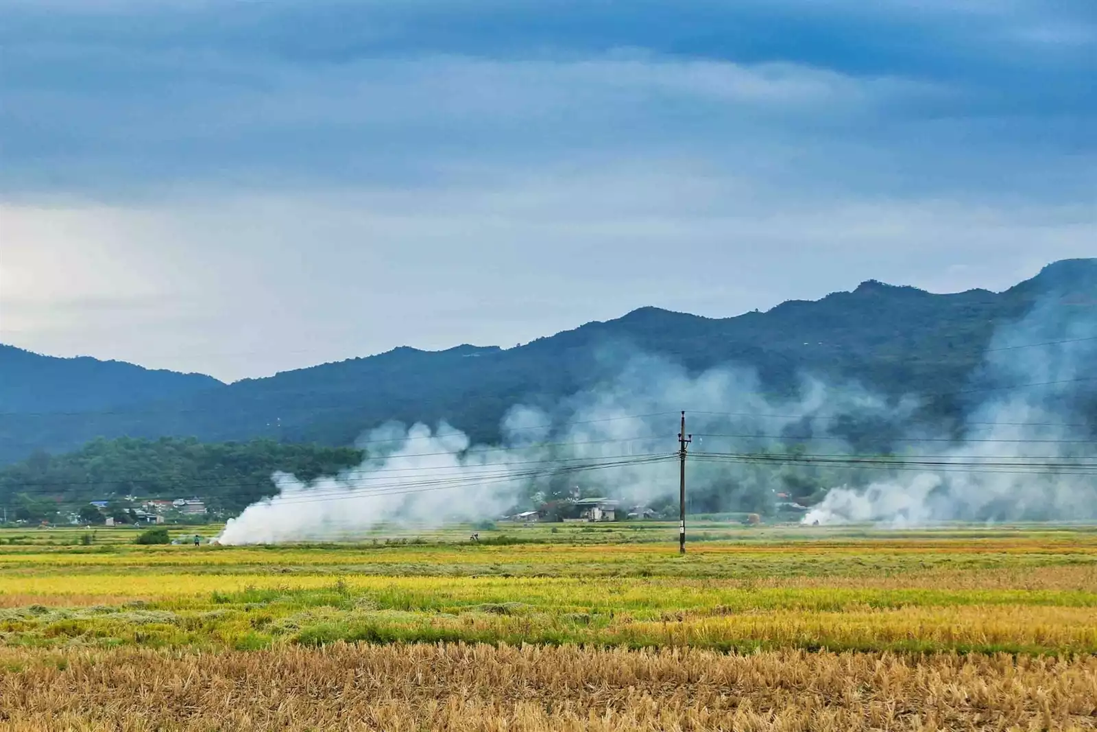 Muong Thanh Field: The golden ripe rice glows brilliantly across the valley.