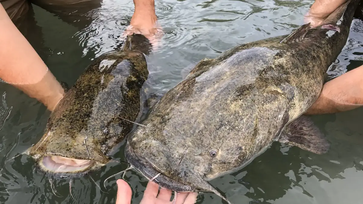 Native Catfish species