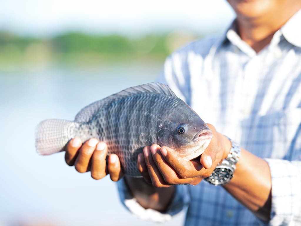 Native Tilapia