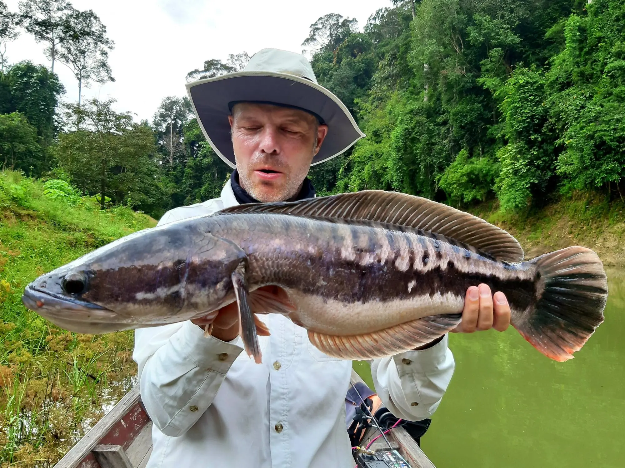 Snakehead