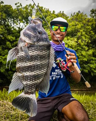 Tilapia