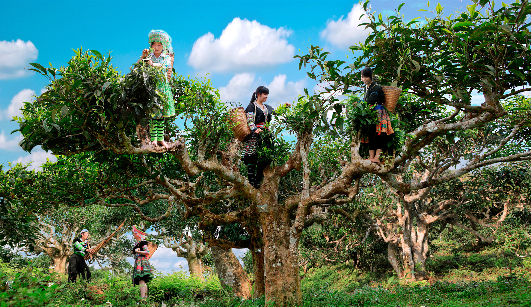 Suoi Giang Ancient Tea Area