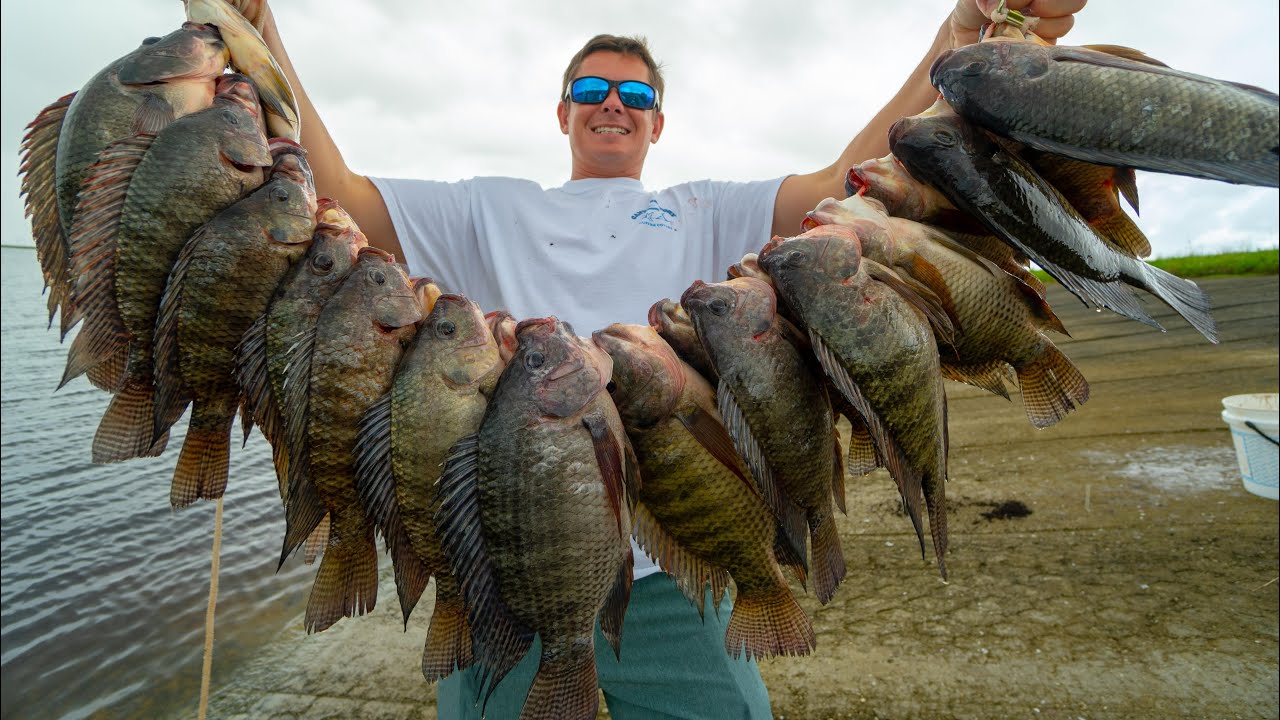 Wild Tilapia