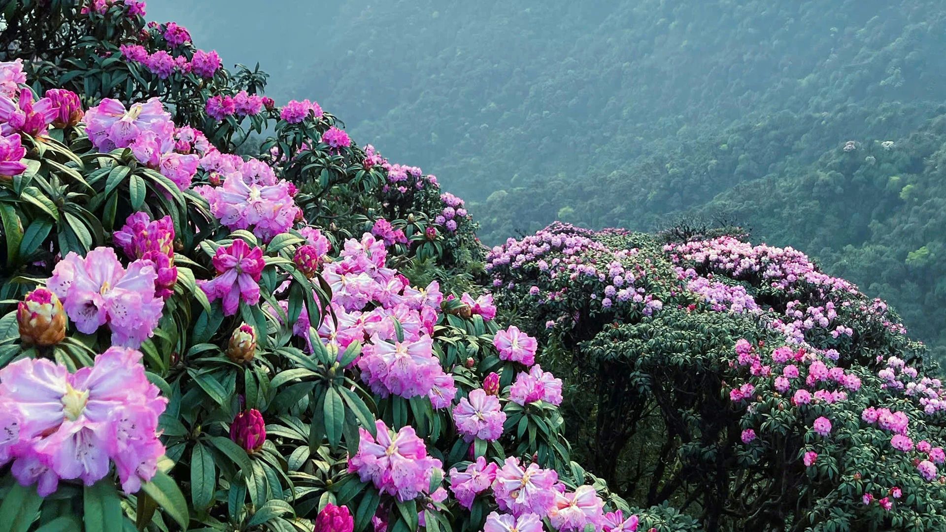 Rhododendron season in Lai Chau, Vietnam