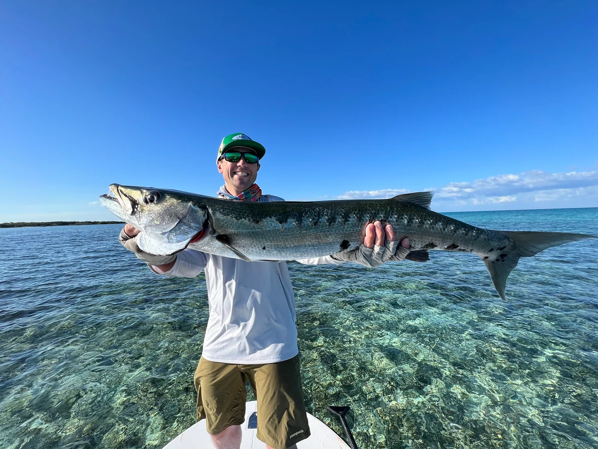 barracuda