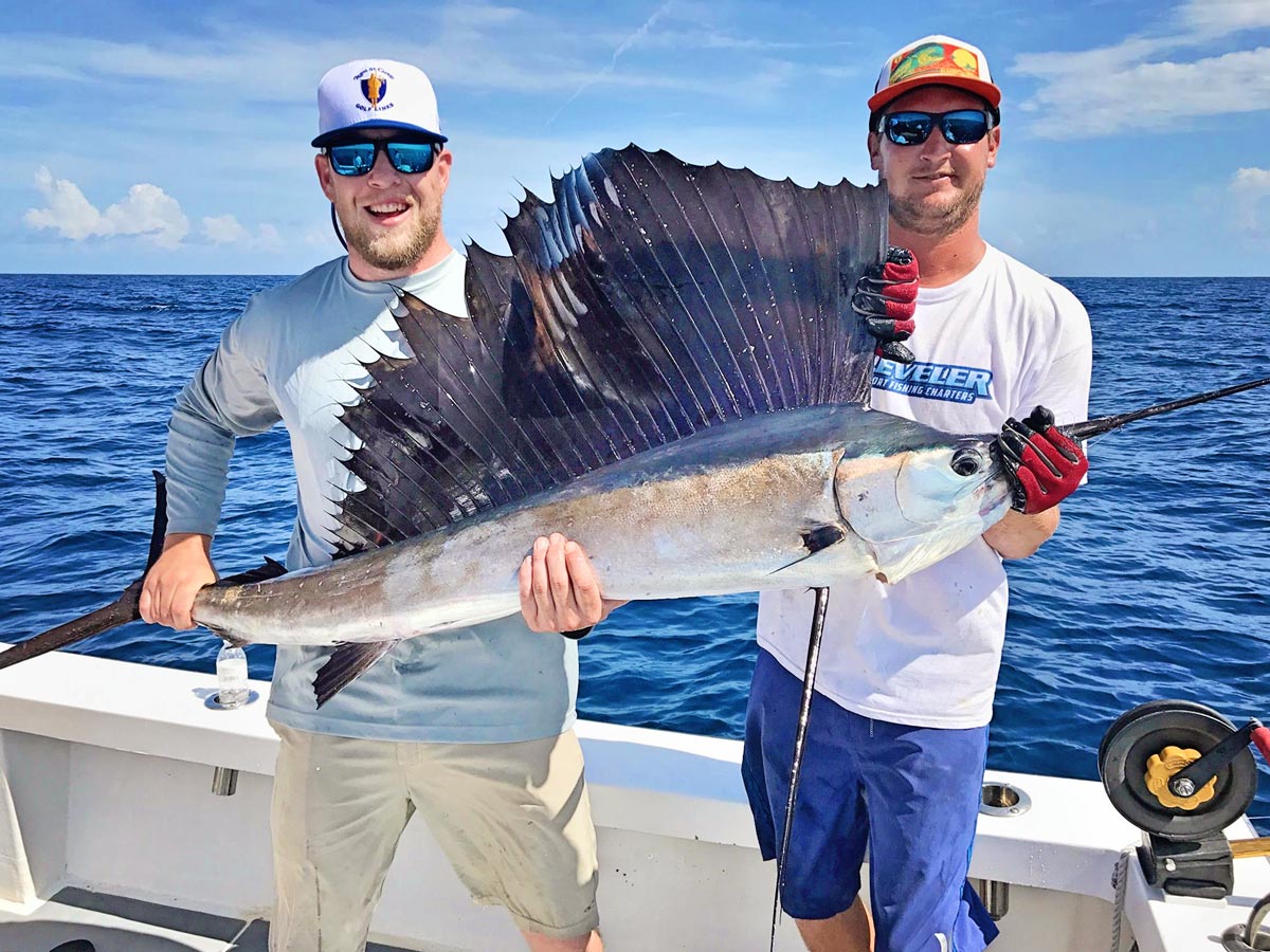 beautiful-sail-fish