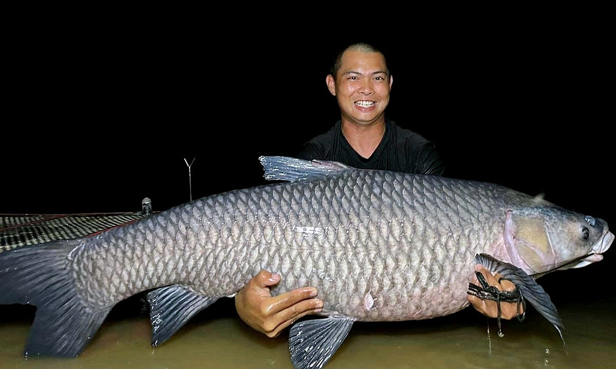 Black Carp