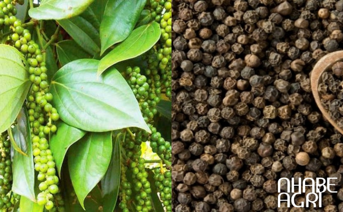 premium raw black pepper