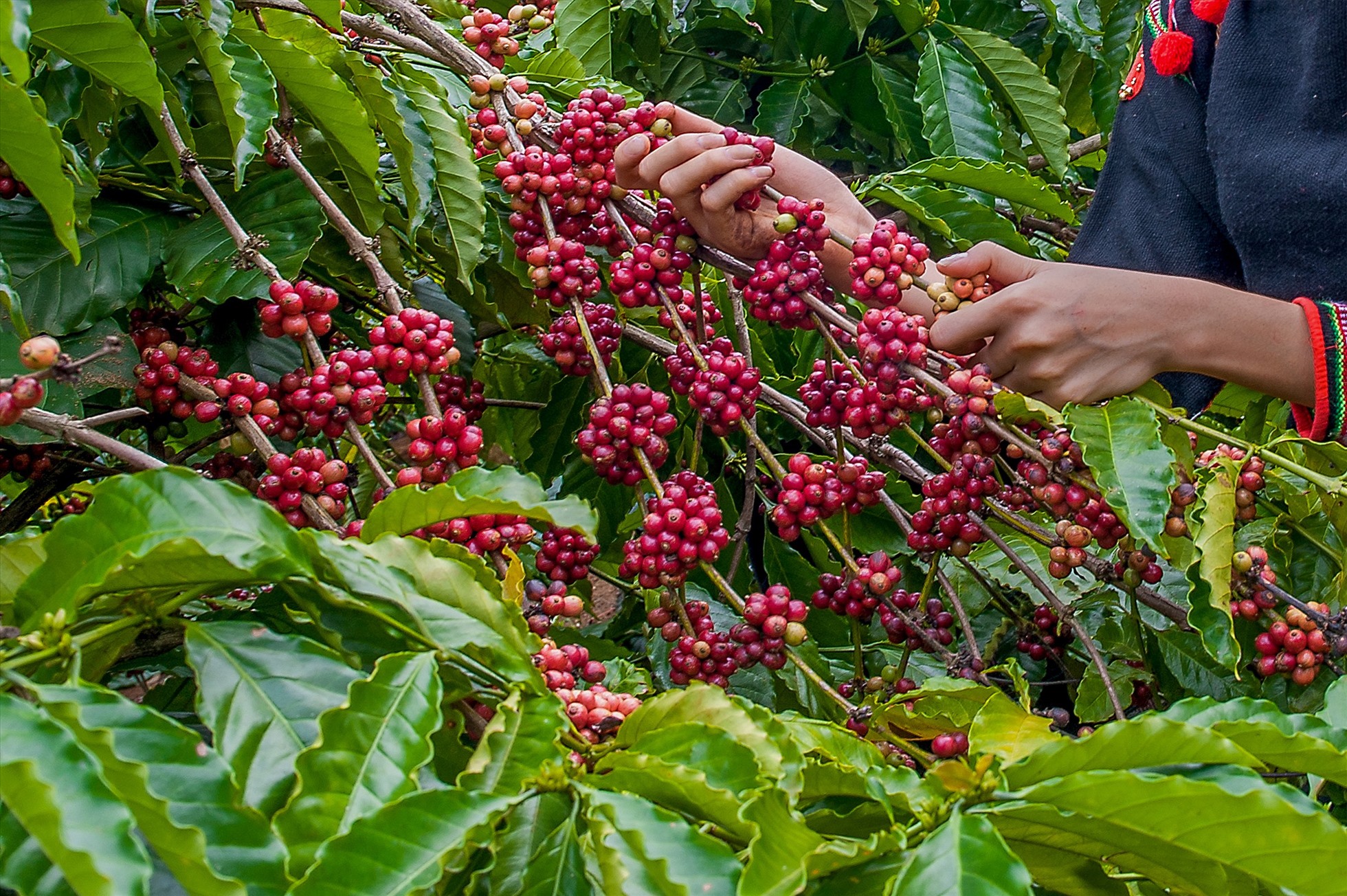 Robusta coffee beans