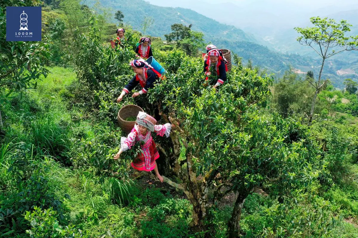 Shan Tuyet Tea