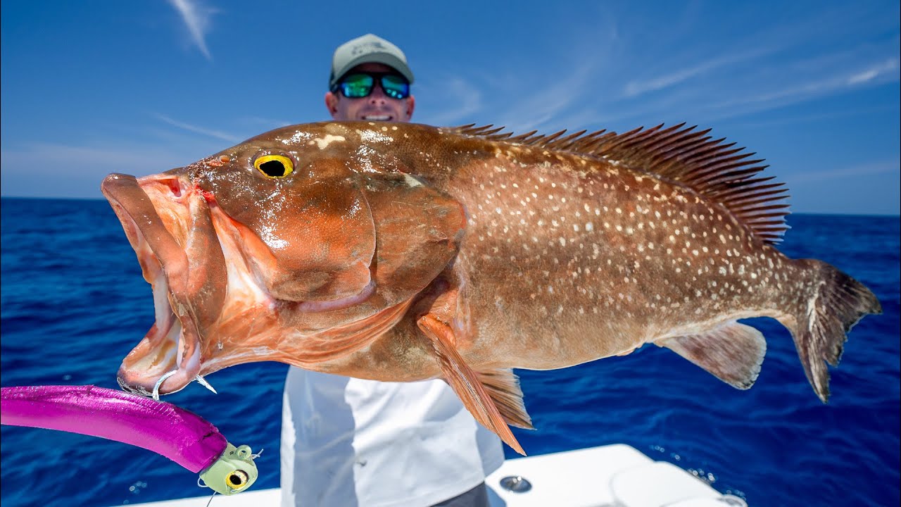 grouper