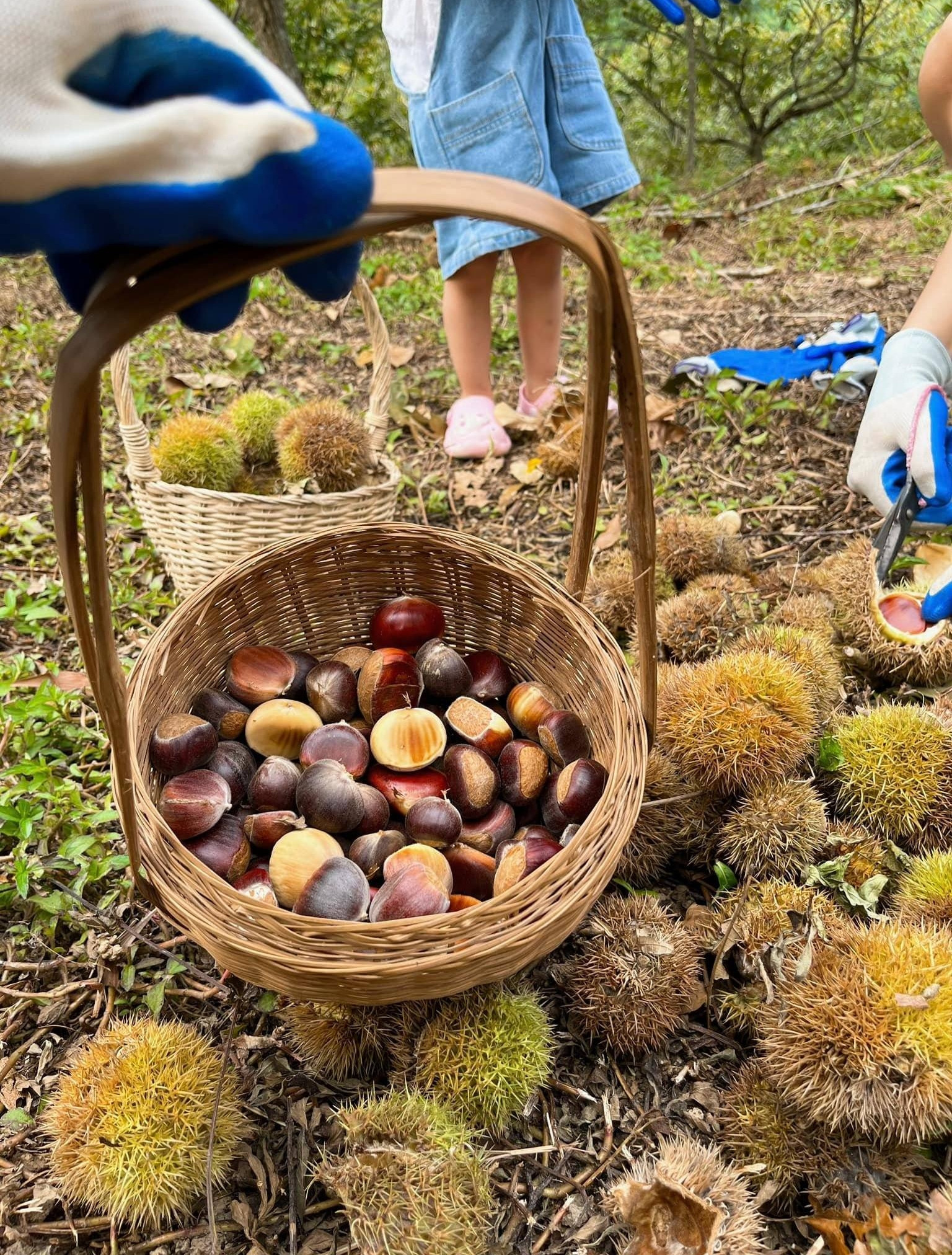 Lang Son Chestnuts 