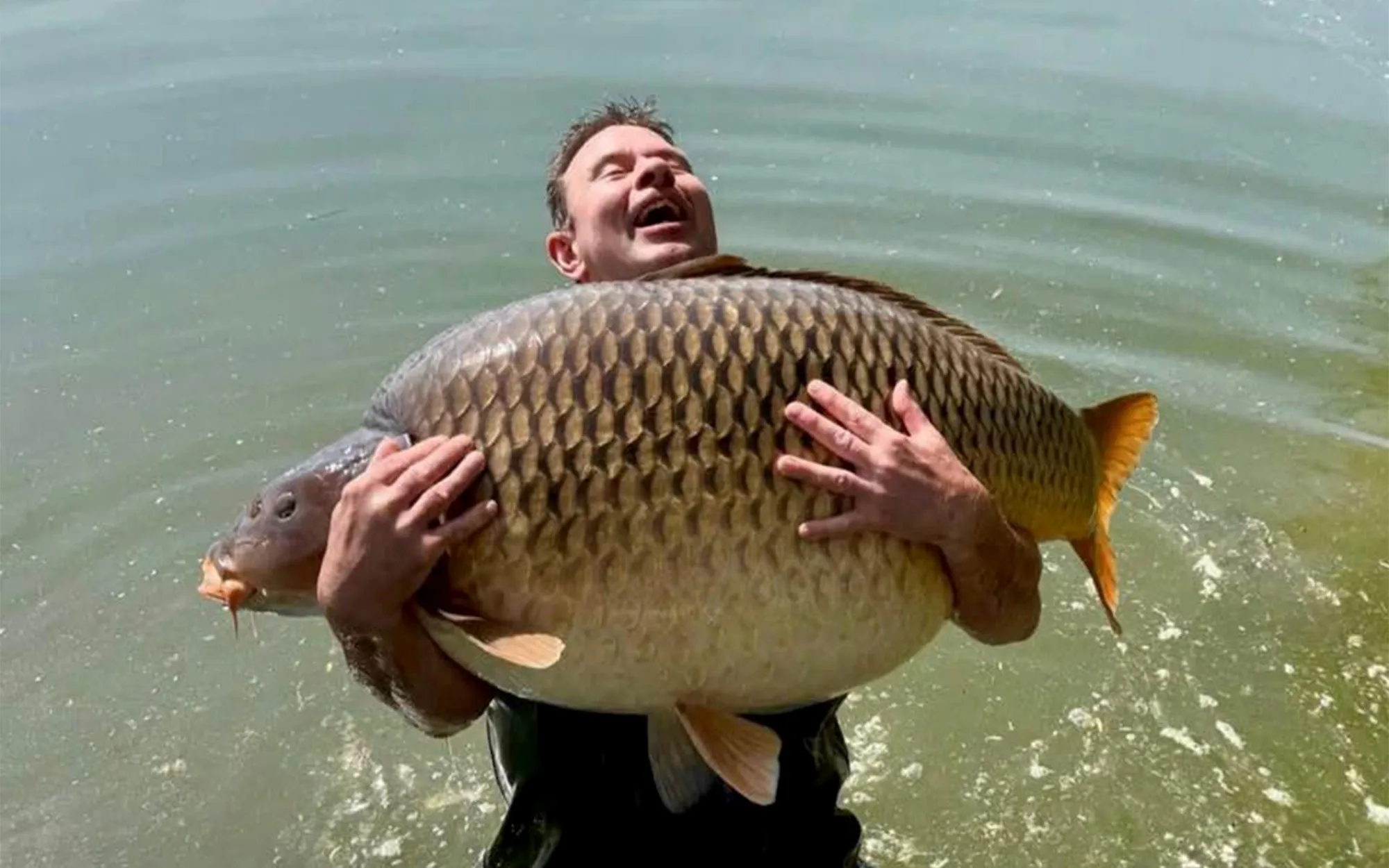 massive Carp