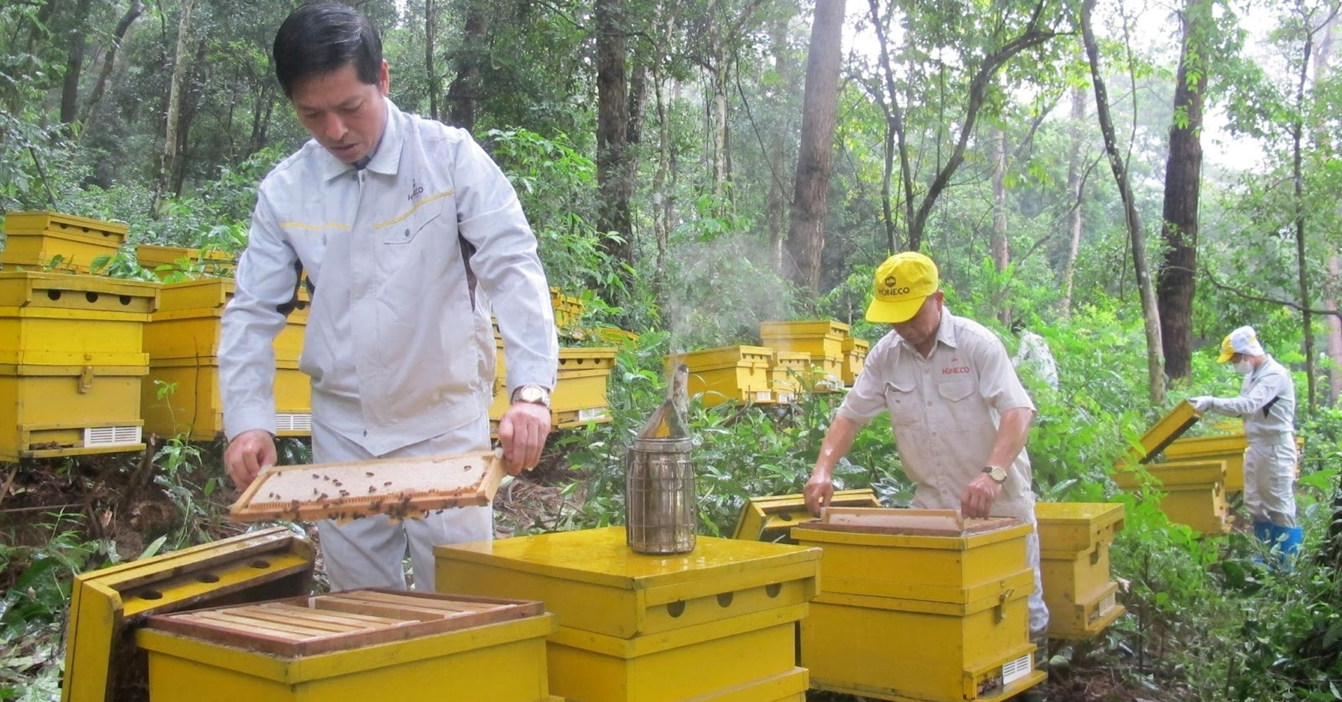 Tam Dao Wild Honey