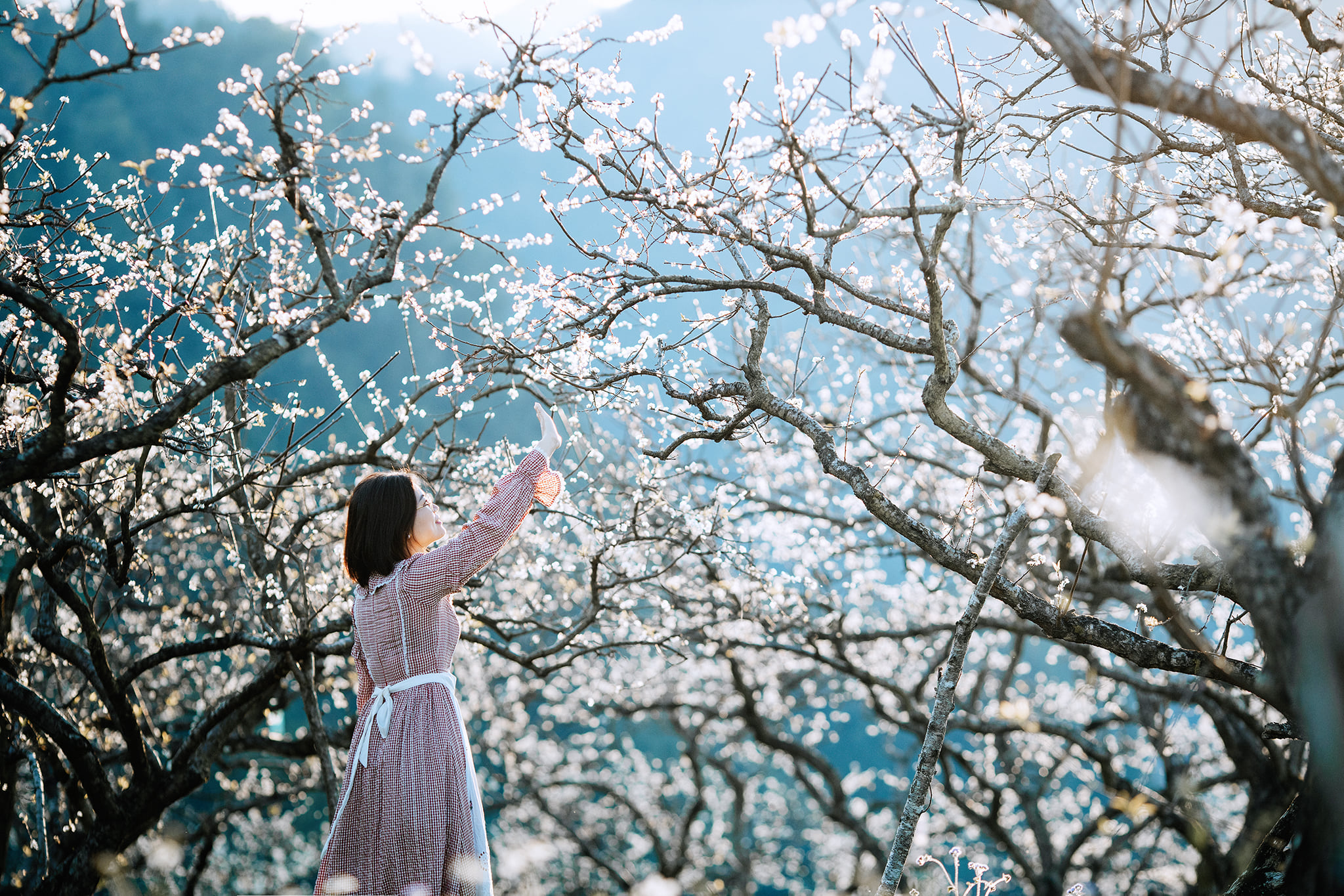 Plum blossom season in Moc Chau, Son La