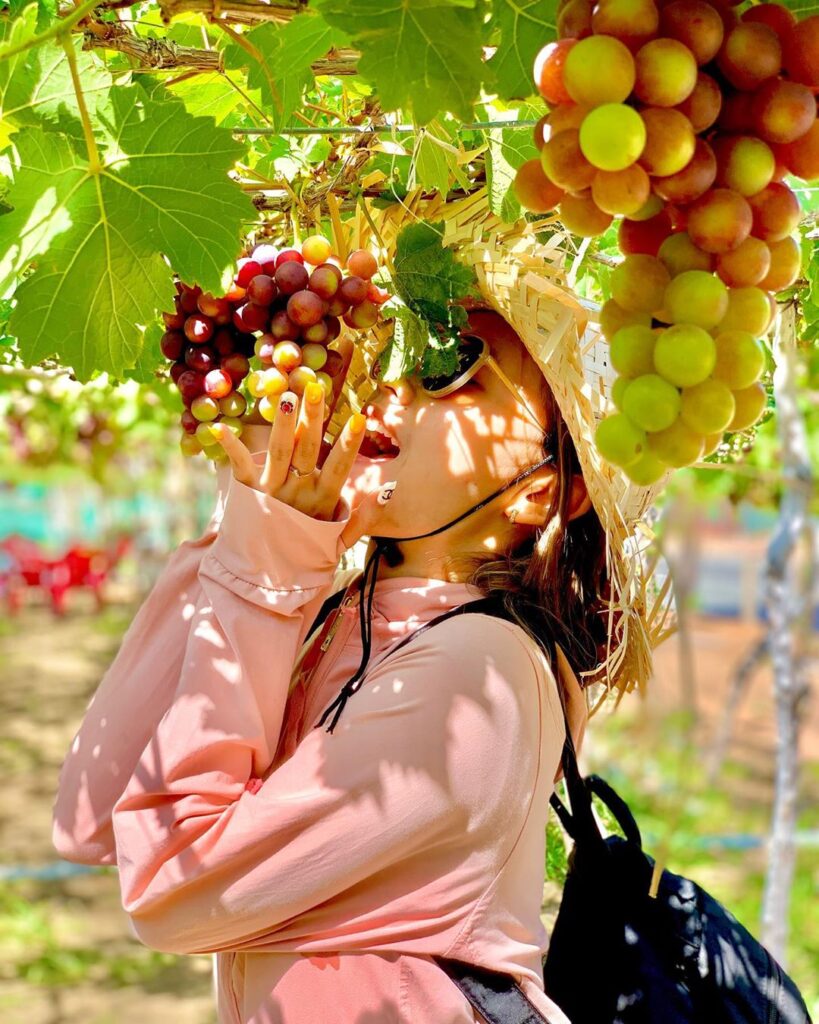 Nhu Thuan’s famous vineyards in Thai An