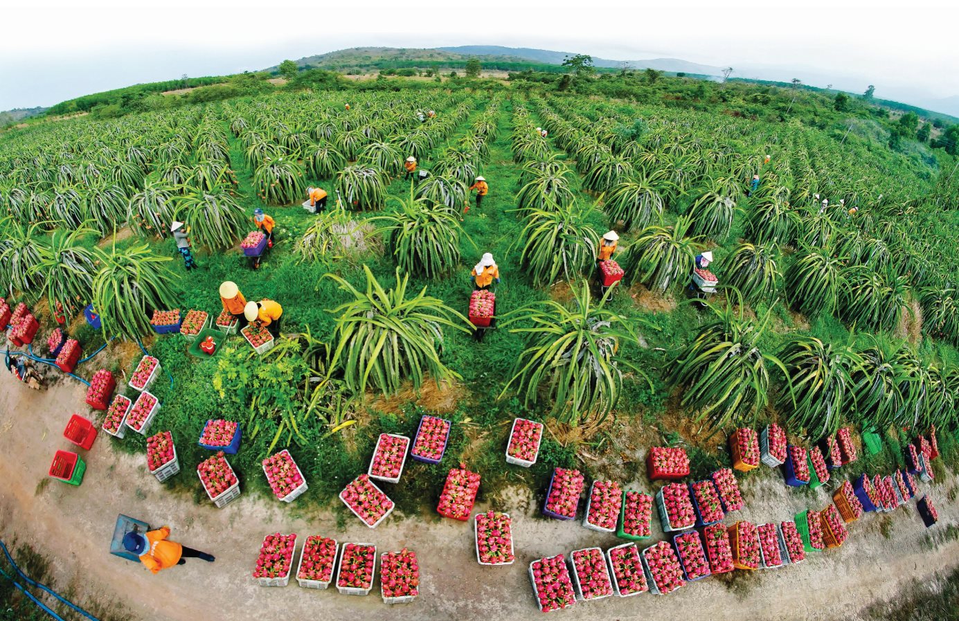 Dragon Fruit Specialties