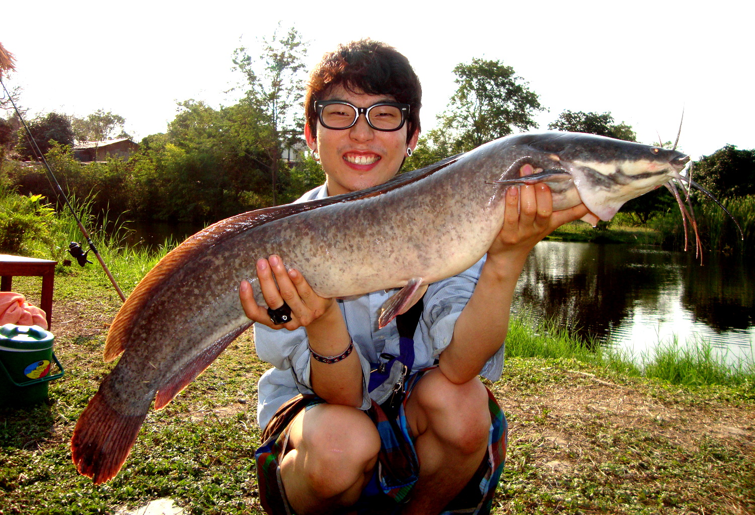 Walking Catfish