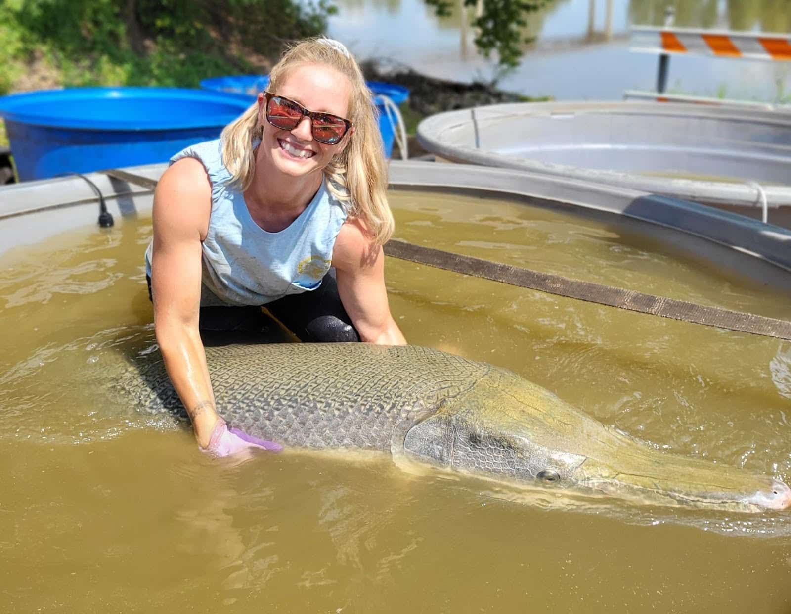 Alligator Gar.
