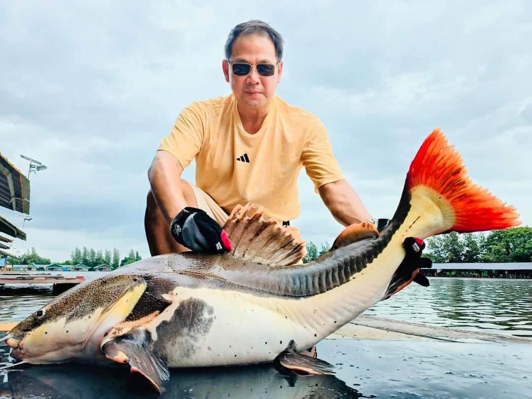 Amazon redtail catfish