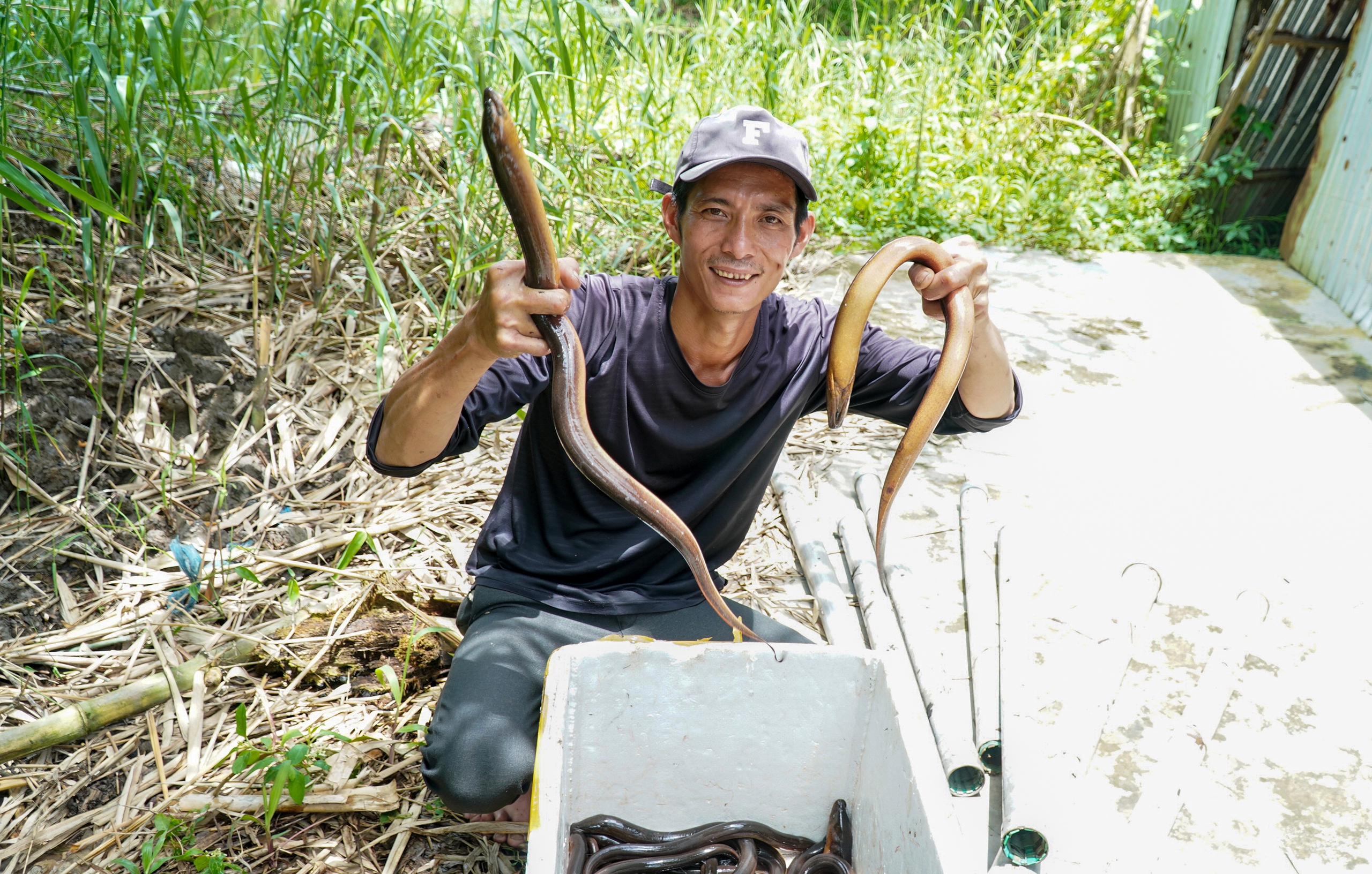 Asian Swamp Eel