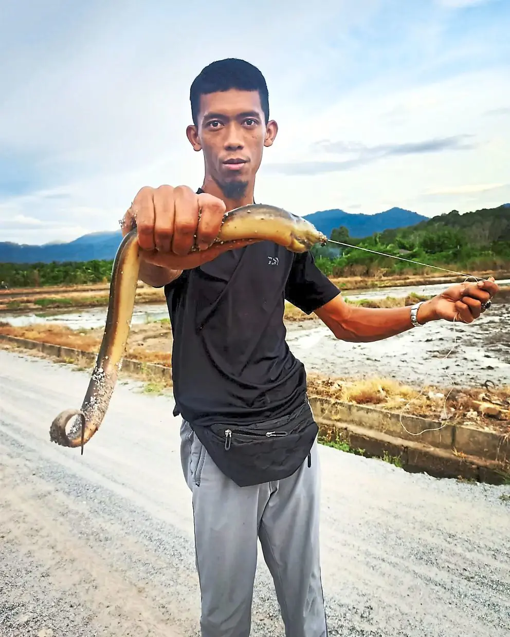 Asian Swamp Sheatfish
