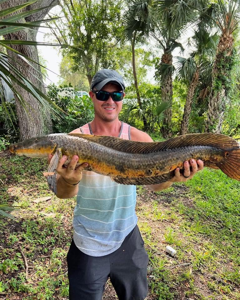 Chevron Snakeheads
