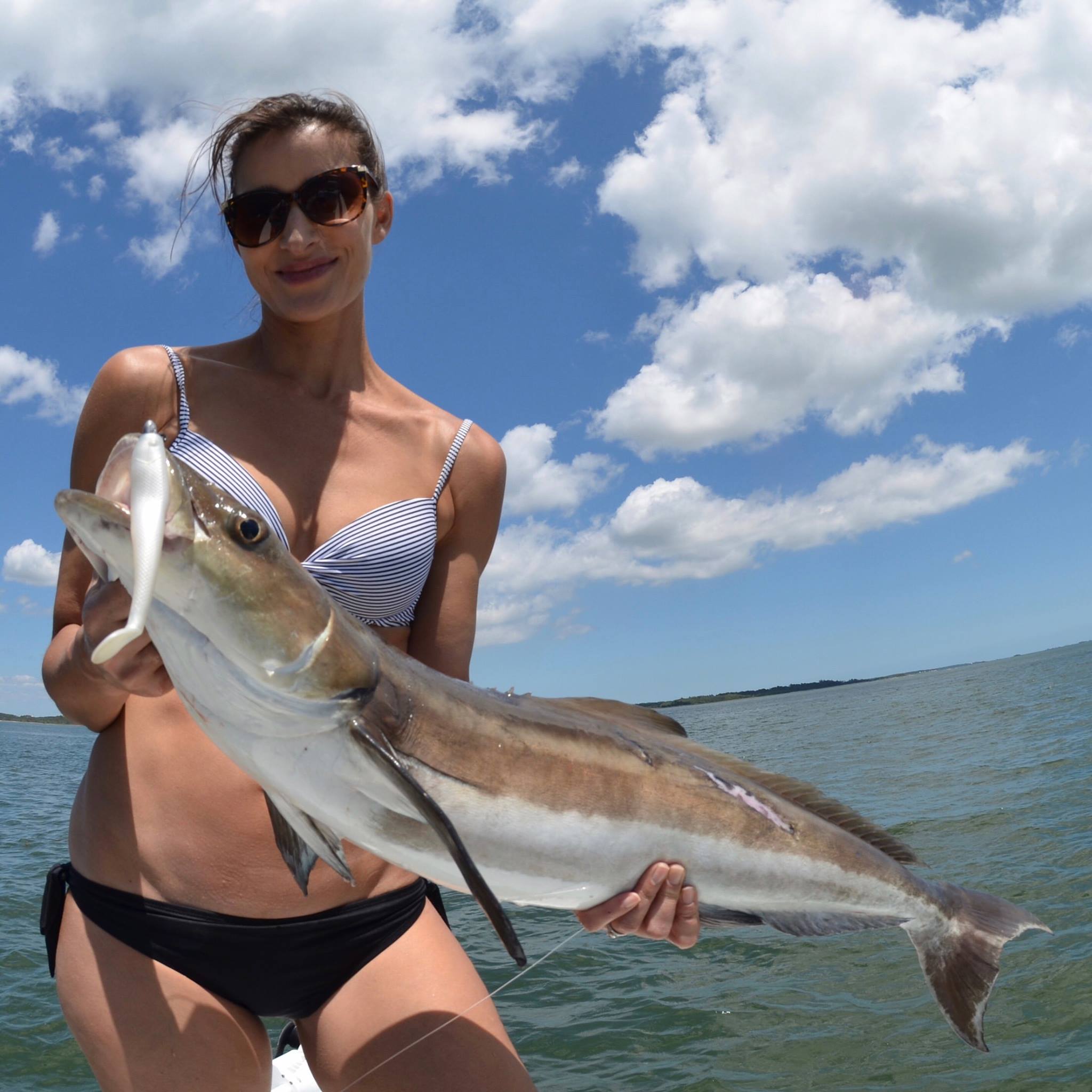 Cobia