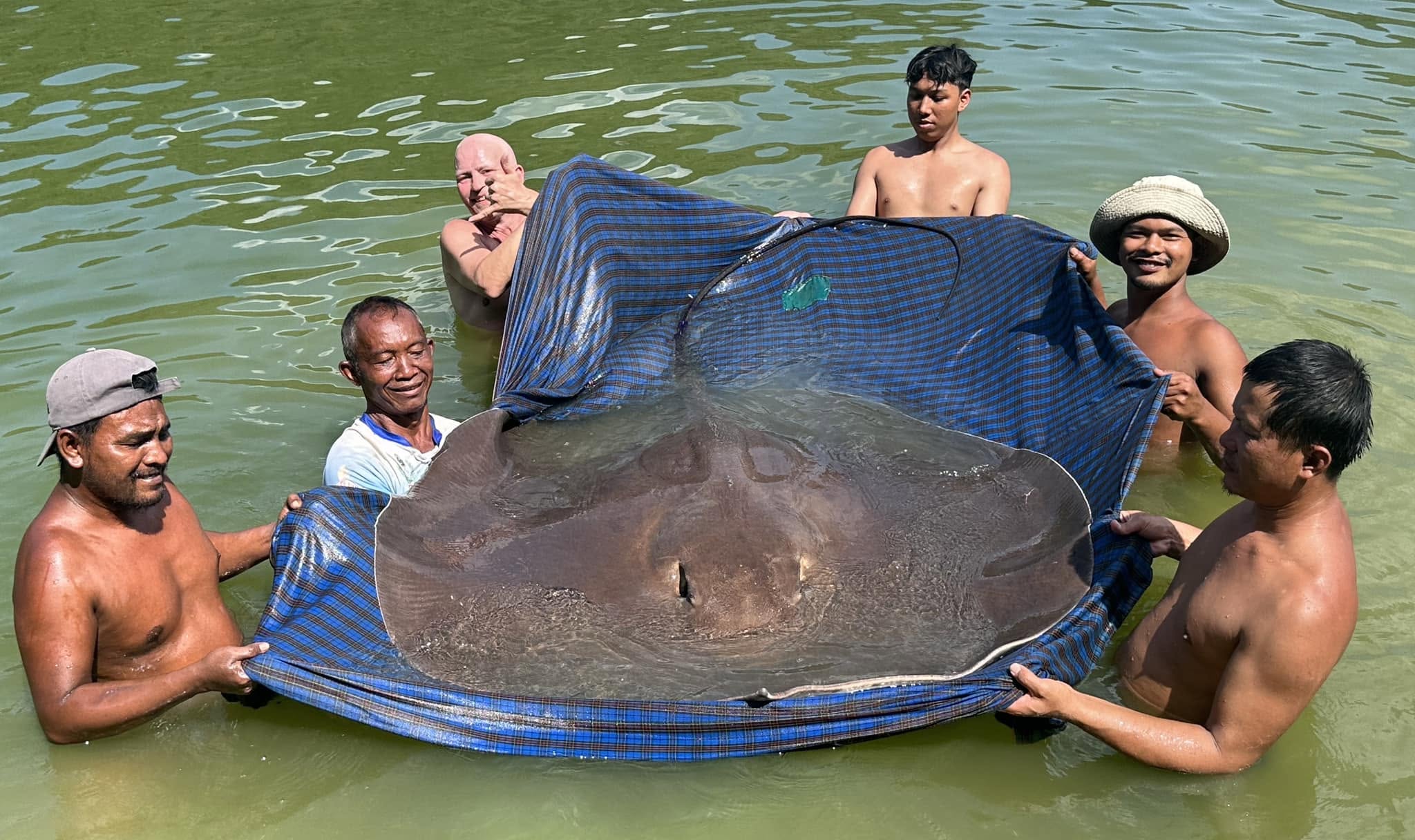 Exotic Freshwater Rays