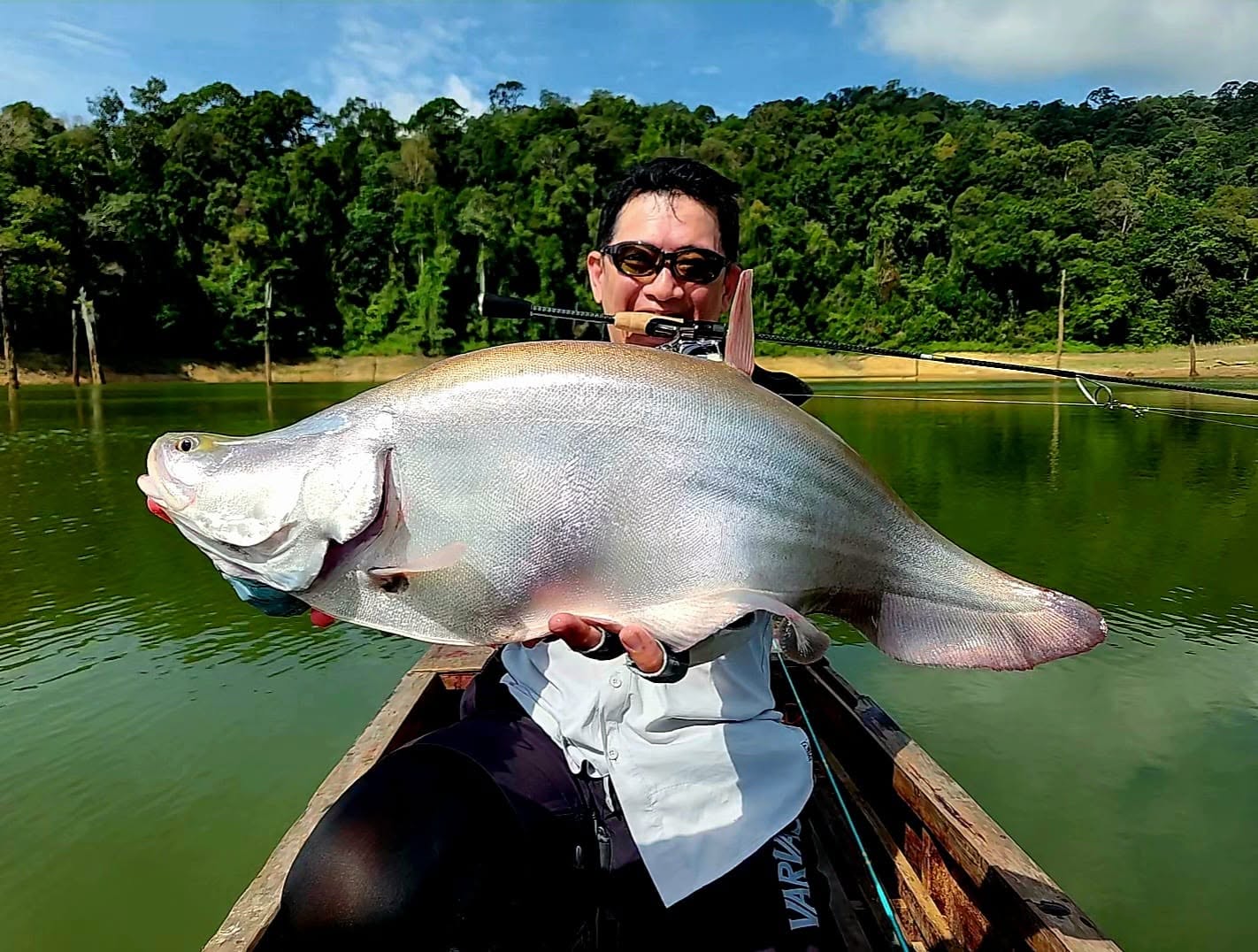 Featherback fish