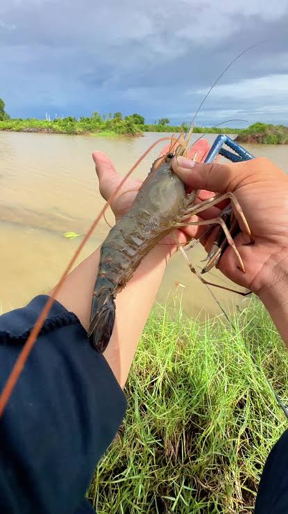 Freshwater Prawns