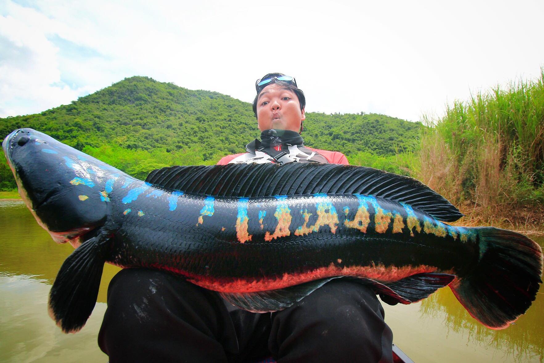 Giant Snakeheads