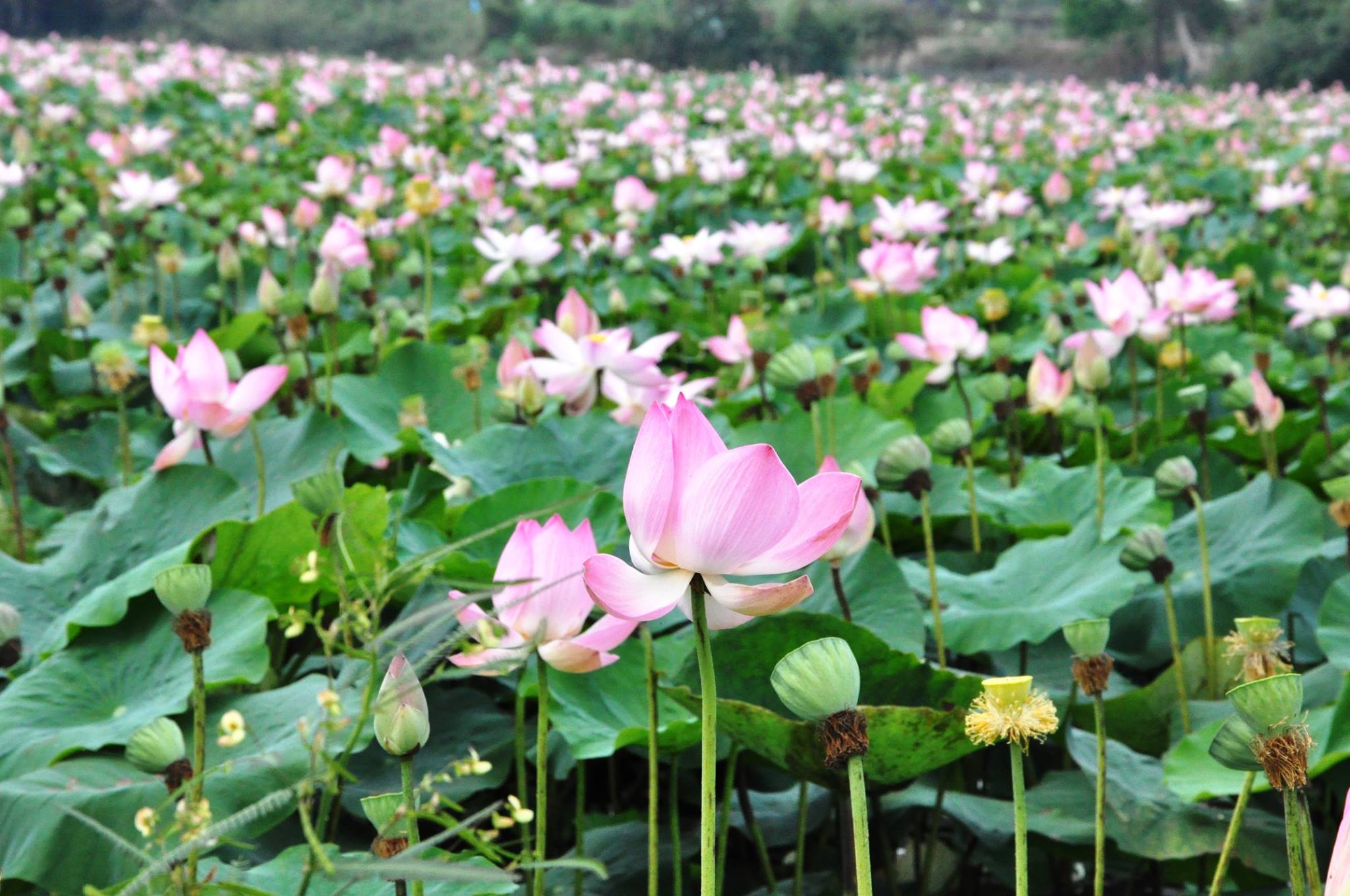 Lotos & Wetland Sanctuaries of Dong Thap Muoi