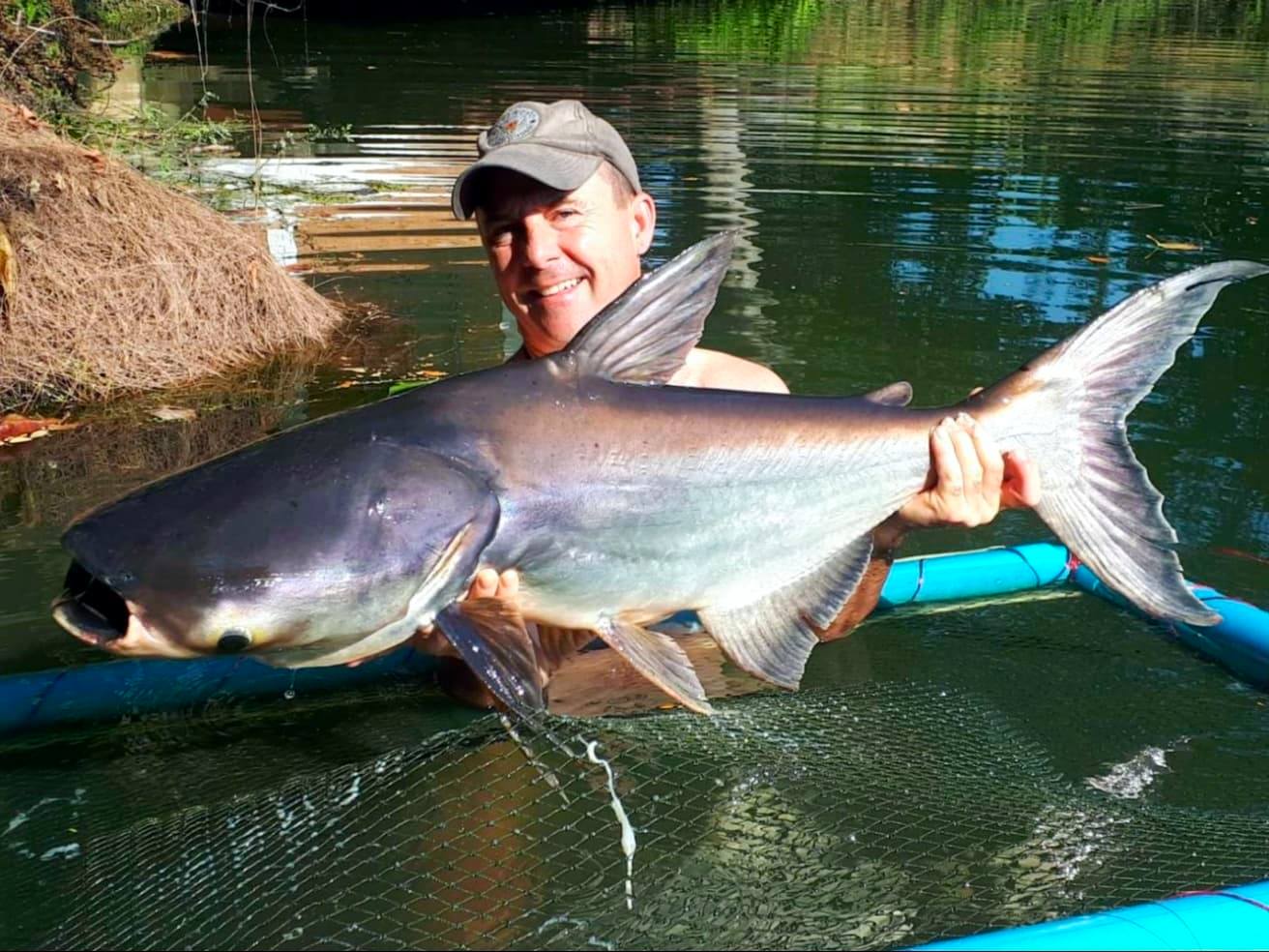 Mekong Giant Catfish