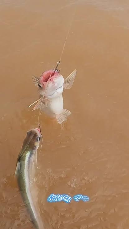 River Catfish