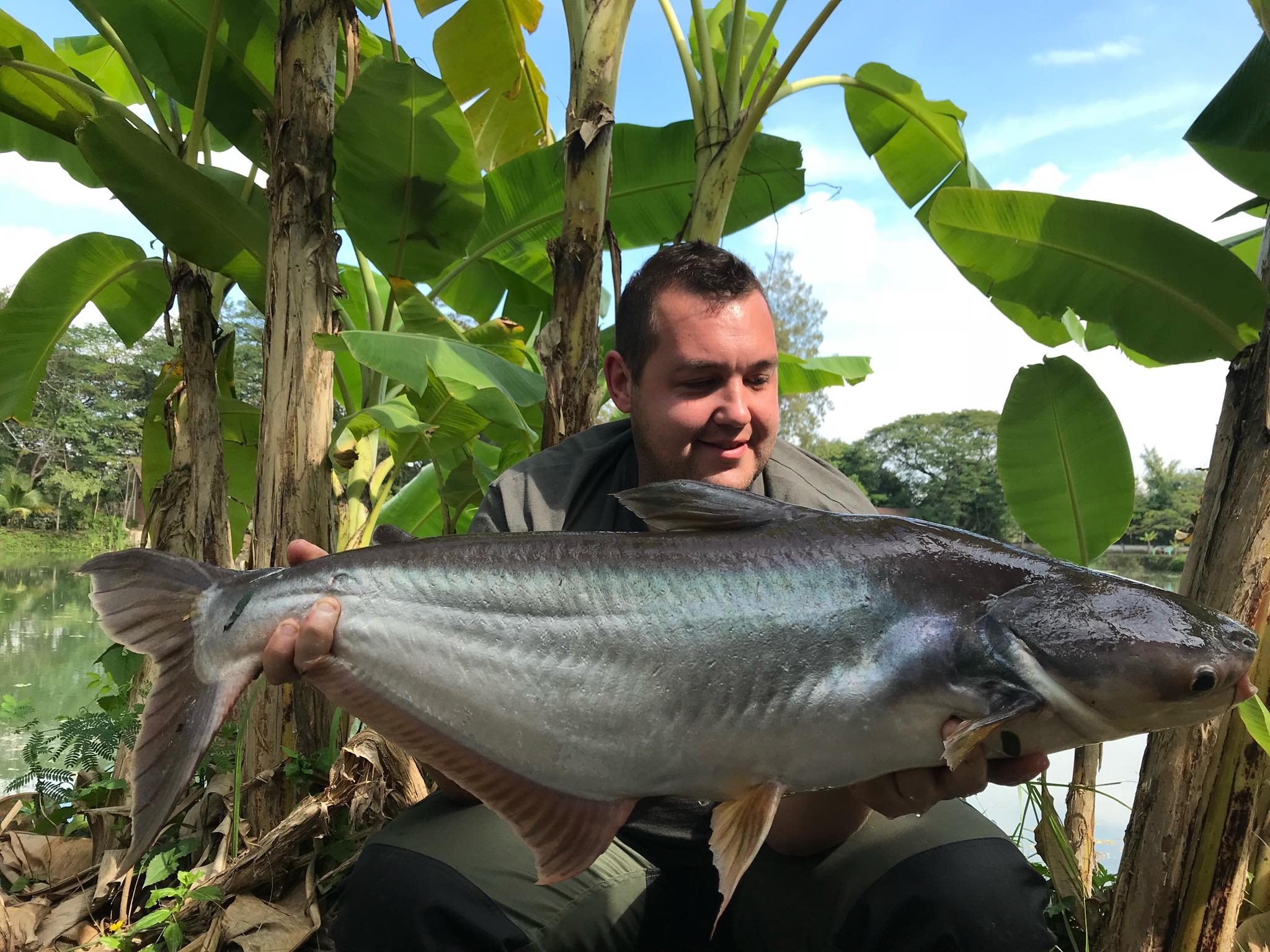 Striped Catfish