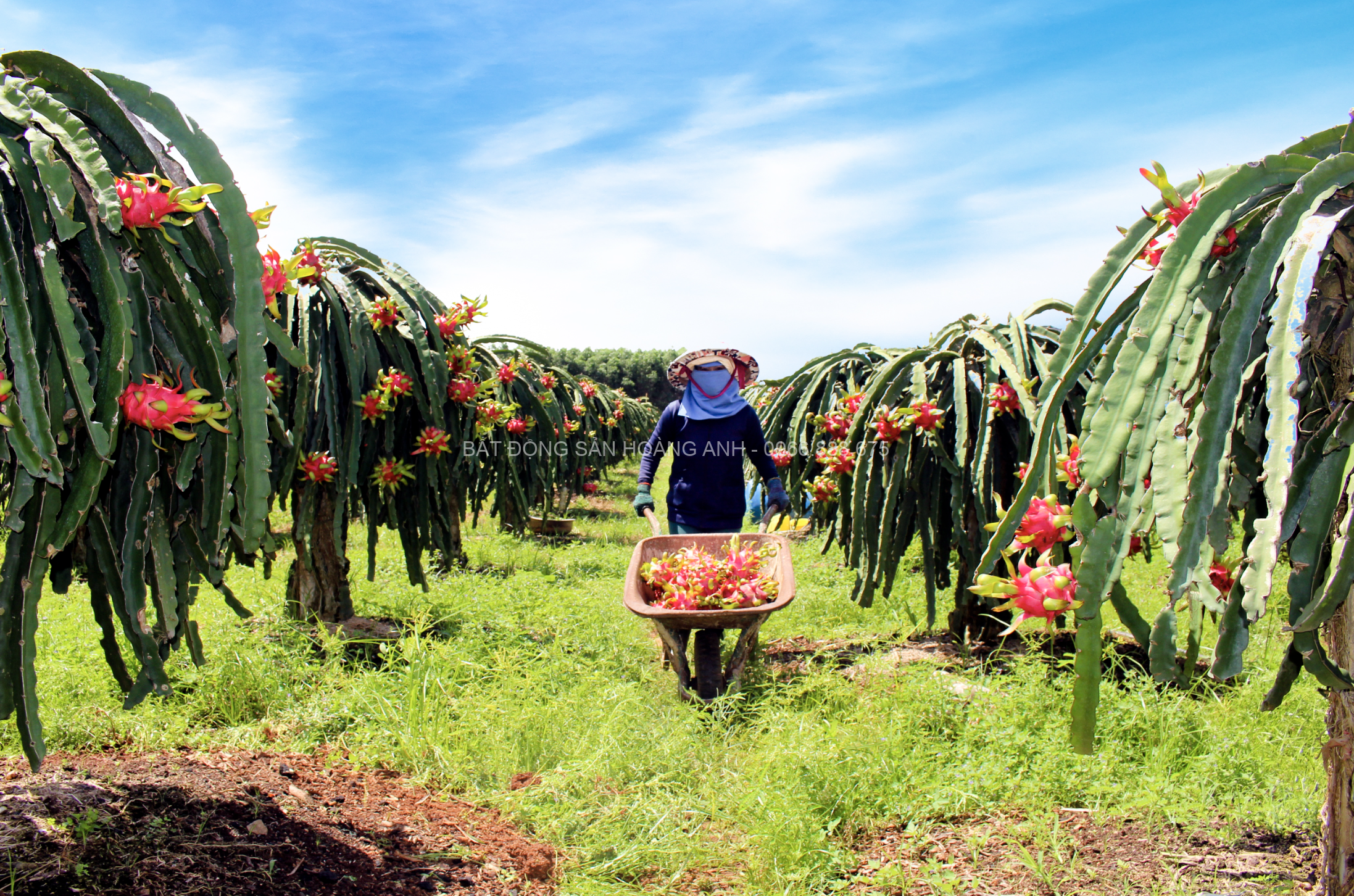 Thanh Long (Dragon Fruit)