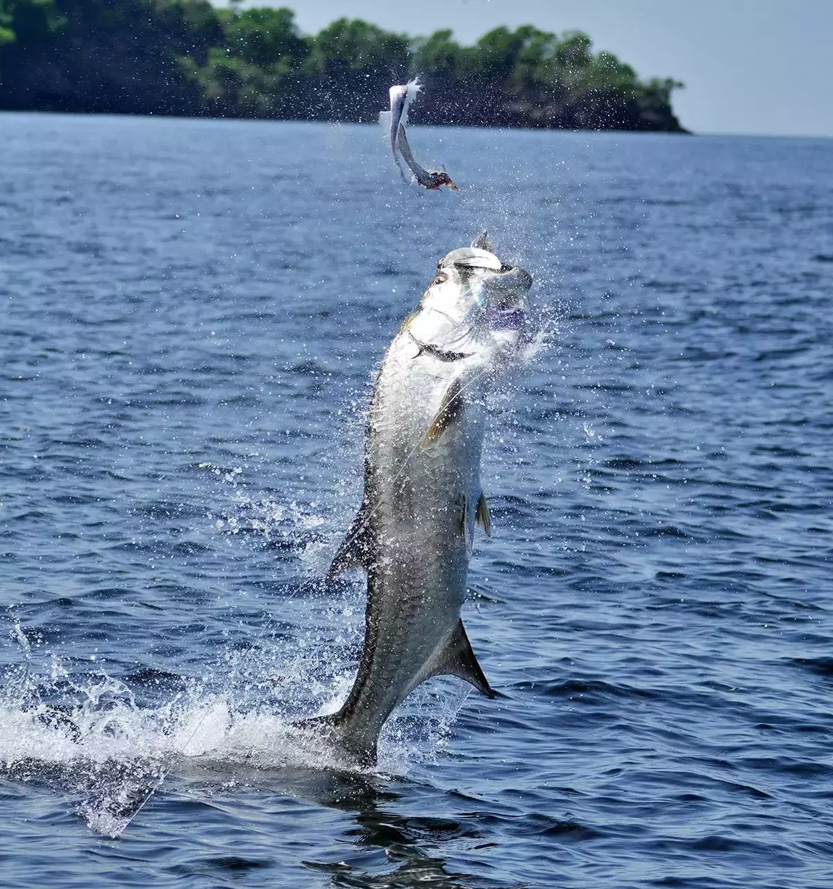 The Silver King (Tarpon)