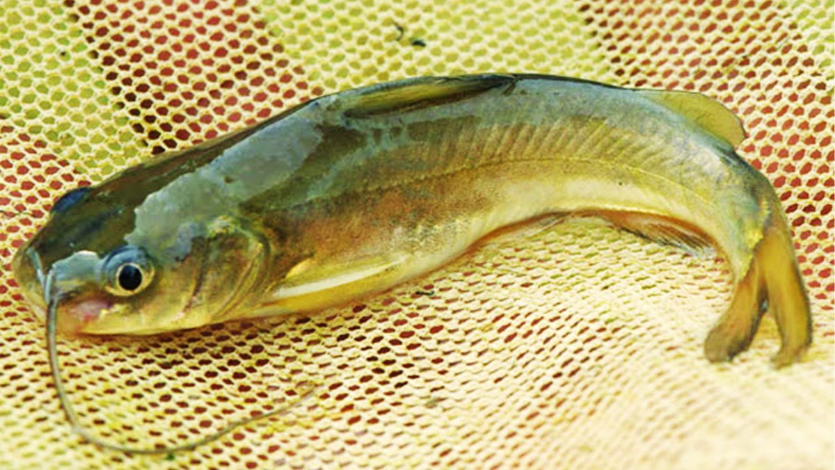 Yellow Catfish