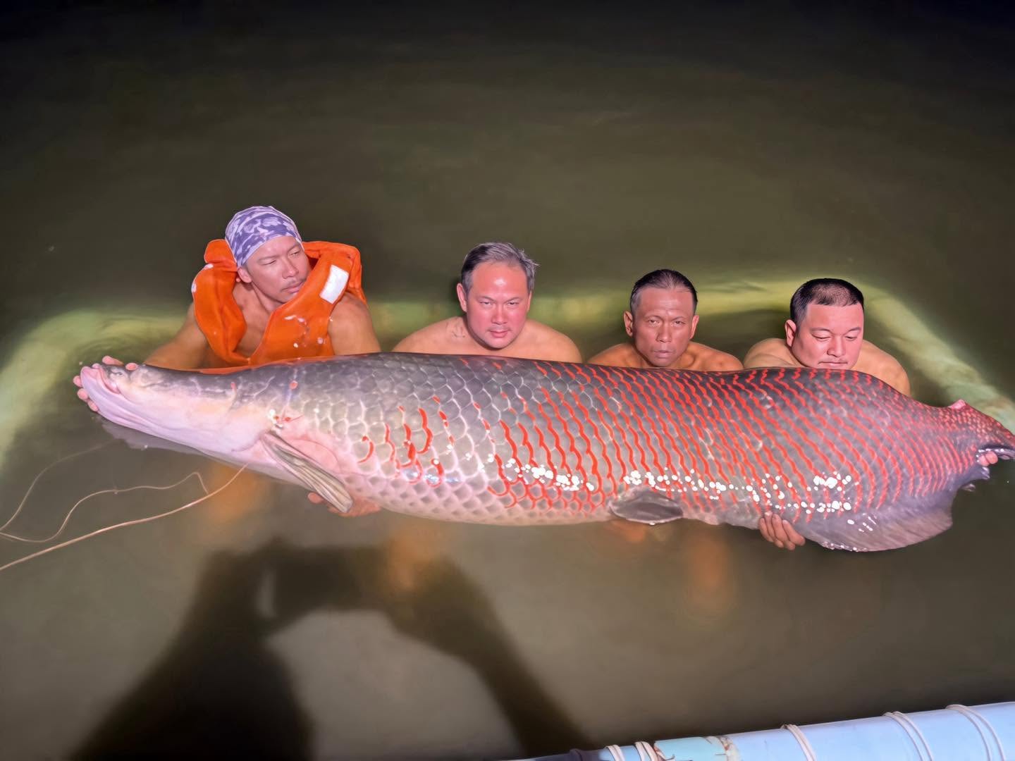 Arapaima