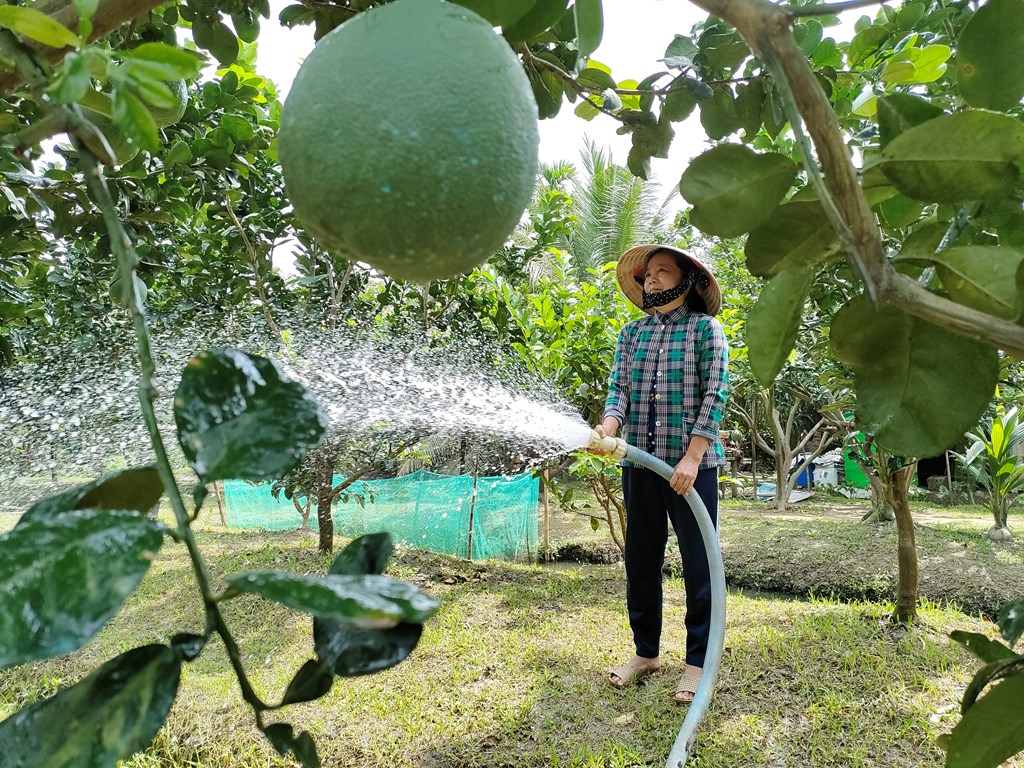 Ben Tre pomelo